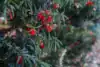 Cis HICKSII - Elegancka roślina na żywopłoty Taxus baccatta 'Hicksii' 2