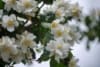 Jaśminowiec Rosace - Philadelphus - JEDYNY TAKI KSZTAŁT KWIATU Philadelphus coronarius 'Rosace ' 3