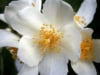 Jaśminowiec wonny Innocence - białe kwiaty Philadelphus coronarius 'Innocence ' 4