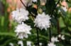 Jaśminowiec Rosace - Philadelphus - JEDYNY TAKI KSZTAŁT KWIATU Philadelphus coronarius 'Rosace ' 2
