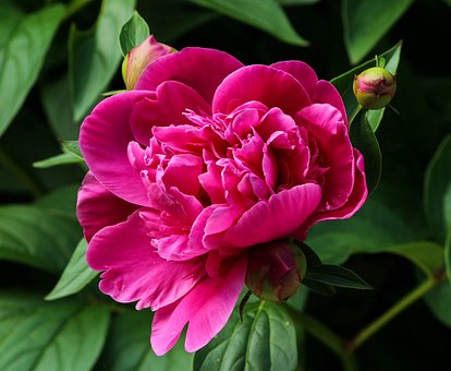 Piwonia chińska KARL ROSENFIELD - różowa Paeonia lactiflora 'KARL ROSENFIELD' 4