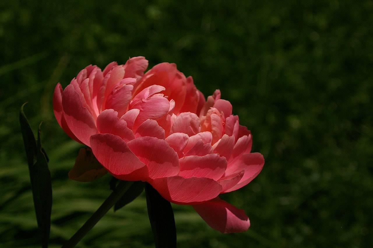 Piwonia pomarańczowa Piwonia pomarańczowa 1