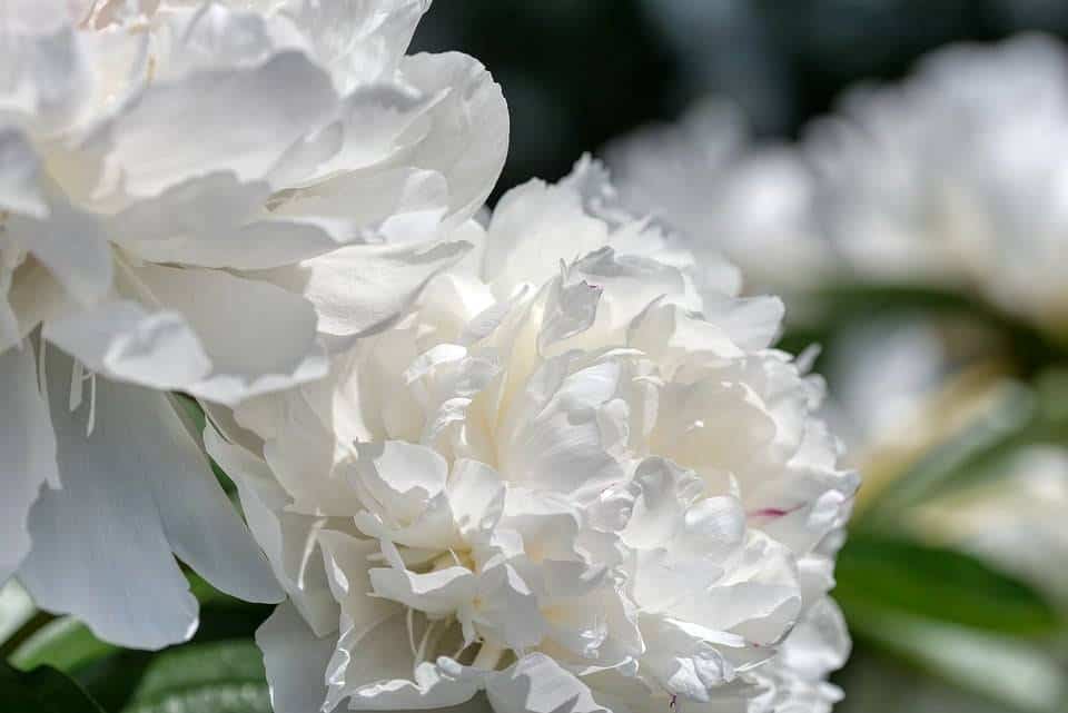 Piwonia Shirley Tample – Rózowa
