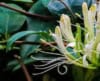 Wiciokrzew japoński - Piękne kwiaty Lonicera japonica 10