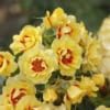 Róża okrywowa ORIENTA AYLIN - orientalna piękność Rosa Orient aylin 3
