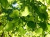 Lipa drobnolistna 50cm - elegancka i odporna Tilia cordata 5