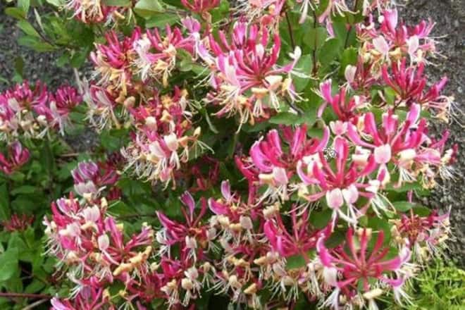 Wiciokrzew pomorski Serotina - PIEKNE PNĄCZE Lonicera periclymenum 'Serotina' 10