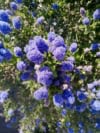 Prusznik niebieski - Duże niebieskie puszyste kwiaty P9 Ceanothus P9 1