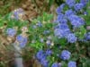 Prusznik niebieski - Duże niebieskie puszyste kwiaty P9 Ceanothus P9 2