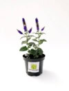Przetacznik długolistny Marietta - Niebieskie kłosy Veronica officinalis 'Marietta' 2