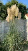 Trawa Pampasowa WHITE PLUME - biała Cortaderia selloana 'White plume' 3