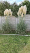 Trawa Pampasowa WHITE PLUME - biała Cortaderia selloana 'White plume' 4