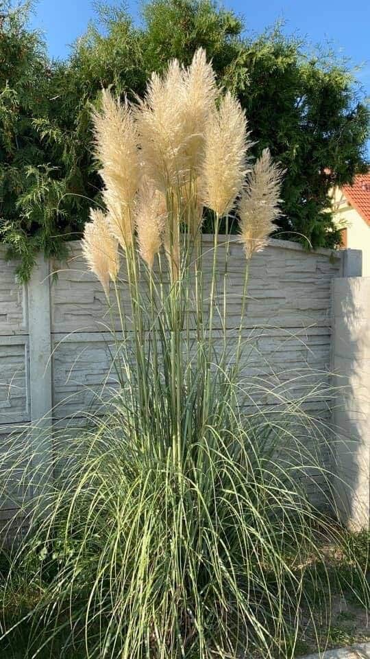 Trawa Pampasowa WHITE PLUME - biała Cortaderia selloana 'White plume' 3