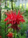 Pysznogłówka Bee-Merry Czerwona (Monarda) Monarda Bee-Merry 5
