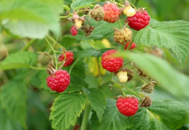Malina Canby- SILNIE OWOCUJĄCA ODMIANA RUBUS IDAEUS 'CANBY' 2
