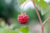 Malina Vetten Smaczne, prosta w uprawie RUBUS IDAEUS 'VETTEN' 3