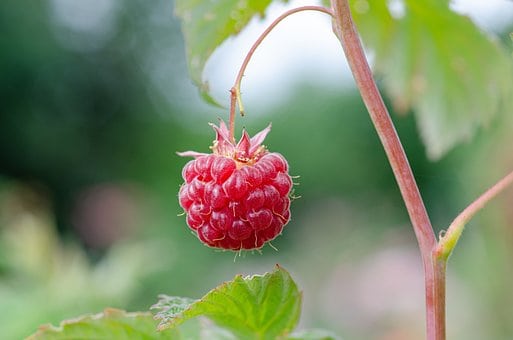 Malina Vetten Smaczne, prosta w uprawie RUBUS IDAEUS 'VETTEN' 3