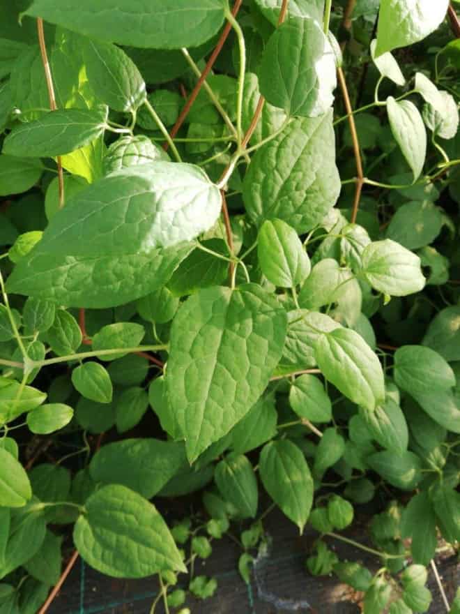 Rdest Auberta 20-30cm c2,5 (Fallopia aubertii) Fallopia aubertii 1