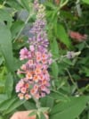 Budleja Flower Power - dwukolorowe kwiaty UNIKAT Budleii davidii 'Flower power' 5