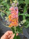 Budleja Flower Power - dwukolorowe kwiaty UNIKAT Budleii davidii 'Flower power' 4