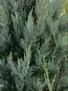 Jałowiec skalny Blue Arrow - stożkowy na żywopłot Juniperus scopulorum Blue Arrow 3