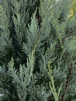 Jałowiec skalny Blue Arrow - stożkowy na żywopłot Juniperus scopulorum Blue Arrow 3