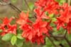 Azalia Crosswater Red - Piękna czerwień Azalea Crosswater Red 6