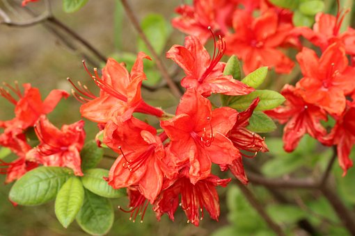 Azalia wielkokwiatowa Feuerwek - czerwona Azalea 'Feuerwerk' 2