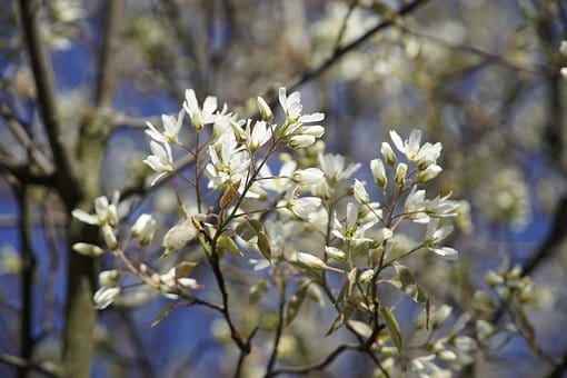 Świdośliwa SMOKY Sadzonka - BESTSELLER Amelanchier Smoky 6
