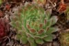 Rojnik (Sempervivum) - niski sukulent Smpervirum 2