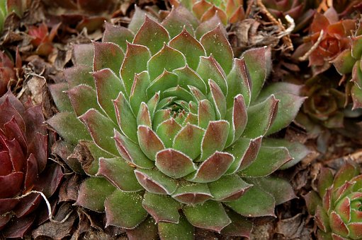 Rojnik (Sempervivum) - niski sukulent Smpervirum 2