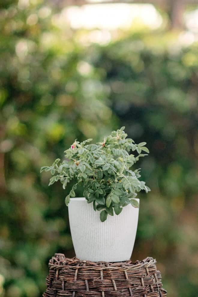 Róża pomarszczona biała - małowymagająca Rosa rugosa 'Alba' 2