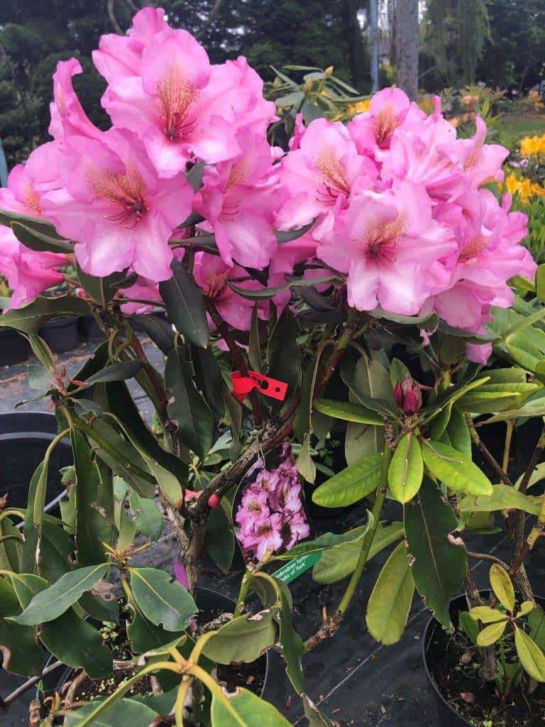 Różanecznik Catharine van Tol (Rhododendron) Rhododendron 'Catharine van Tol' 1
