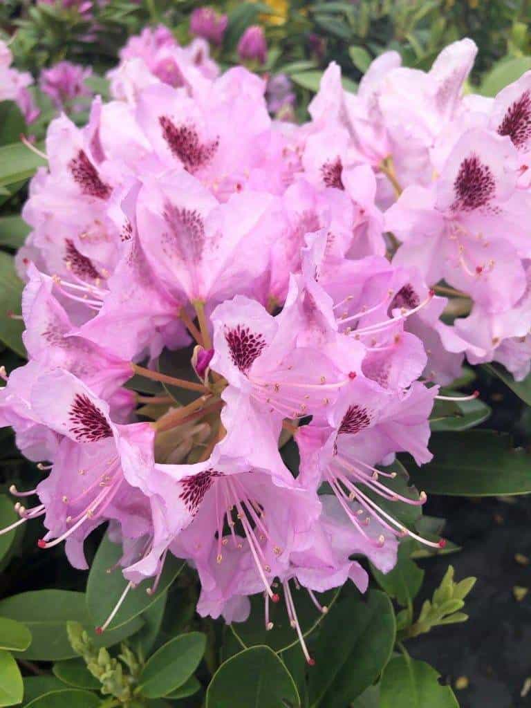 Różanecznik Cheer (Rhododendron ) Rhododendron 'Cheer ' 1