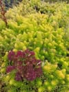 Rozchodnik ościsty - żółty, różowe kwiaty Sedum reflexum (Zolty) 1