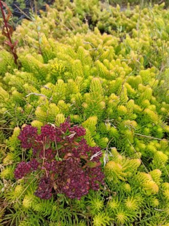 Rozchodnik ościsty - żółty, różowe kwiaty Sedum reflexum (Zolty) 1
