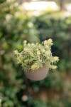 Rozchodnik ościsty - żółty, różowe kwiaty Sedum reflexum (Zolty) 2