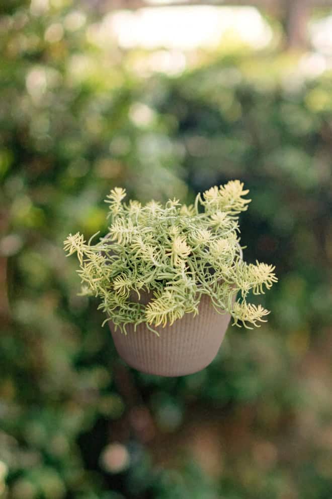 Rozchodnik ościsty - żółty, różowe kwiaty Sedum reflexum (Zolty) 2