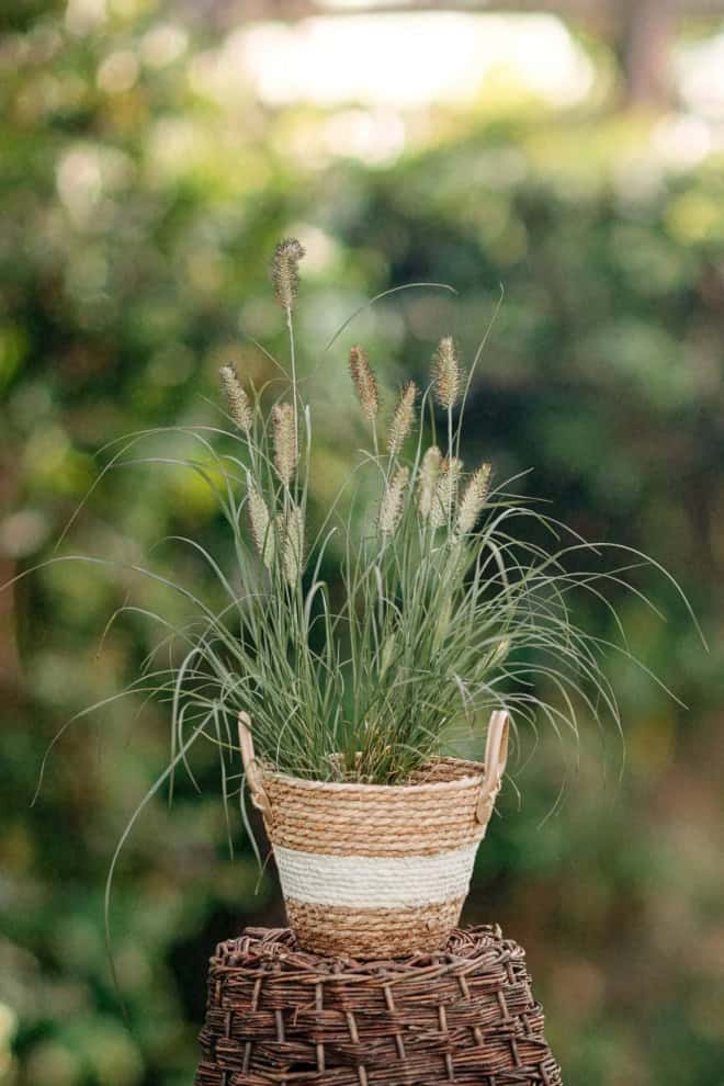 Rozplenica japońska COMPRESSUM Pennisetum alopecuriodes | P. compressum 2