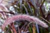 Rozplenica RUBRUM - trawa purpurowa Pennisteum 'RUBRUM 3