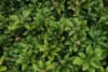 Runianka japońska - ZADARNIAJĄCA ROŚLINA DO CIENIA Pachysandra terminalis 1