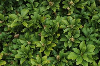 Runianka japońska - ZADARNIAJĄCA ROŚLINA DO CIENIA Pachysandra terminalis 1