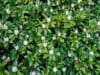 Runianka japońska - ZADARNIAJĄCA ROŚLINA DO CIENIA Pachysandra terminalis 2