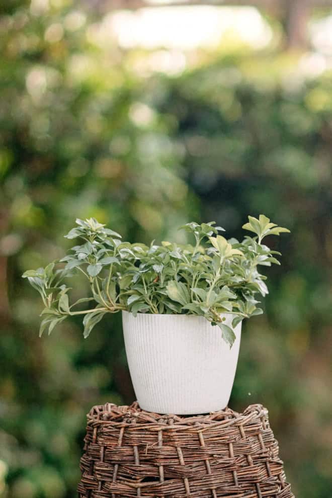 Runianka japońska - ZADARNIAJĄCA ROŚLINA DO CIENIA Pachysandra terminalis 2