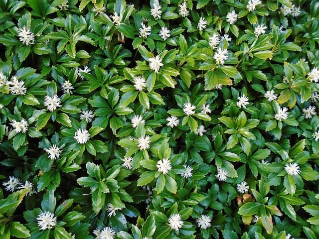 Runianka japońska - ZADARNIAJĄCA ROŚLINA DO CIENIA Pachysandra terminalis 2