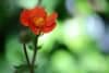 KUKLIK Borisii Strain- niespotykana barwa kwiatu Geum 'Borsii strain' 4