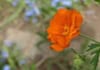KUKLIK Borisii Strain- niespotykana barwa kwiatu Geum 'Borsii strain' 5