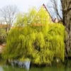 Wierzba Babilońska Tortuosa - żółta Salix babylonica 'Tortuosa 2
