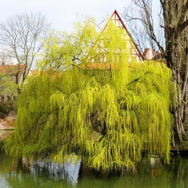 Wierzba Babilońska Tortuosa - żółta Salix babylonica 'Tortuosa 2