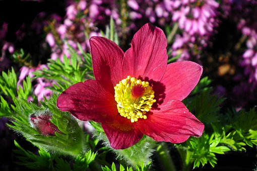 Sasanka Red Bells / Rote Glocke - Czerwone kwiaty łatwe w utrzymaniu Pulsatilla vulgaris 'Red Bells' 4